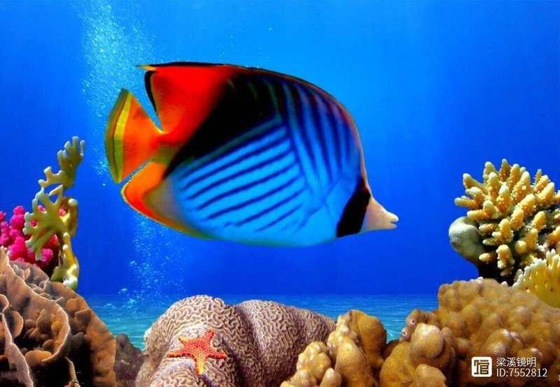 龍魚熱帶魚嗎