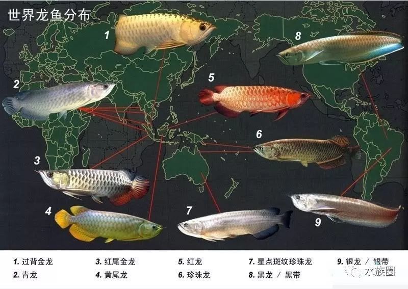 龍魚熱帶魚嗎
