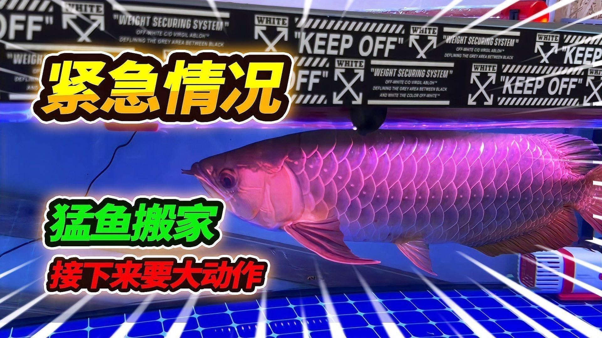 金龍魚怎么飼養