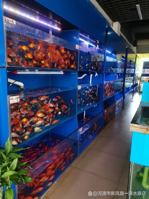 于都開水族店怎么樣？加盟祥龍魚場賣龍魚市場怎樣？