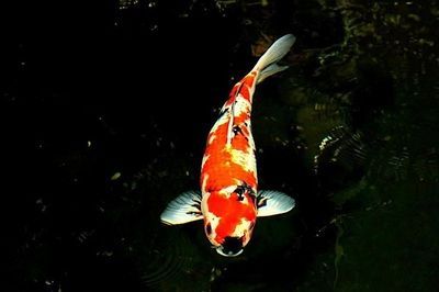 錦鯉 龍魚：\"錦鯉龍魚\"可以混養嗎