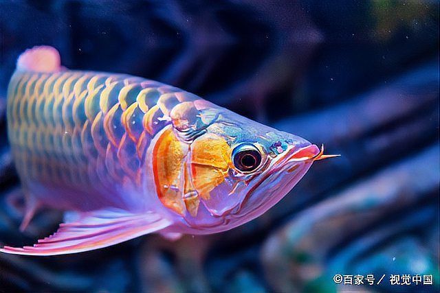 如何判斷龍魚是否體型畸形？