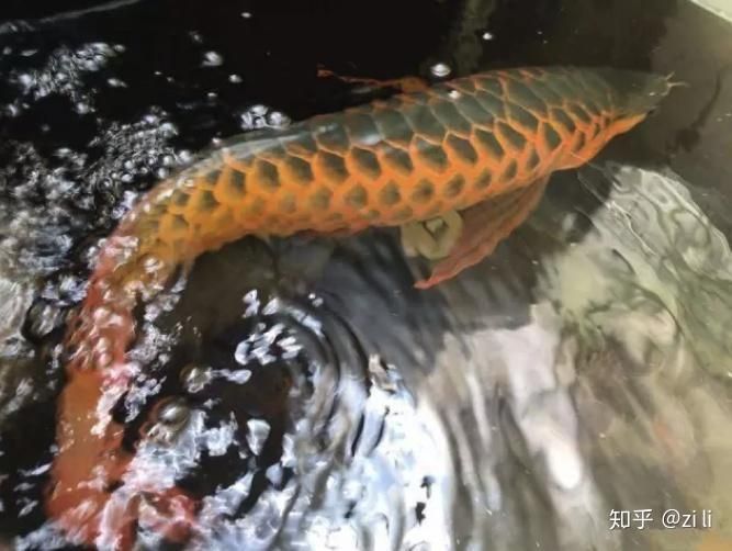 如何判斷龍魚是否體型畸形？