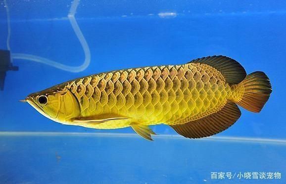 適合與龍魚混養(yǎng)的魚有哪些？：最適合與龍魚混養(yǎng)的魚