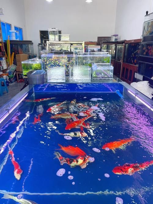 英吉沙開水族店怎么樣？加盟祥龍魚場(chǎng)賣龍魚市場(chǎng)怎樣？