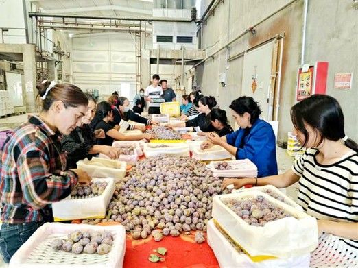 英吉沙開水族店怎么樣？加盟祥龍魚場(chǎng)賣龍魚市場(chǎng)怎樣？