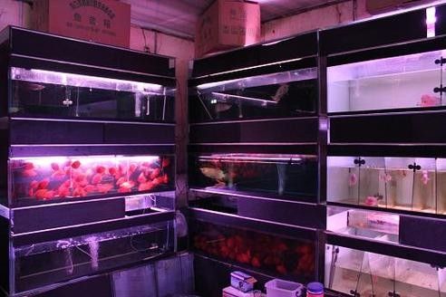 蘇州開(kāi)水族店怎么樣？加盟祥龍魚場(chǎng)賣龍魚市場(chǎng)怎樣？