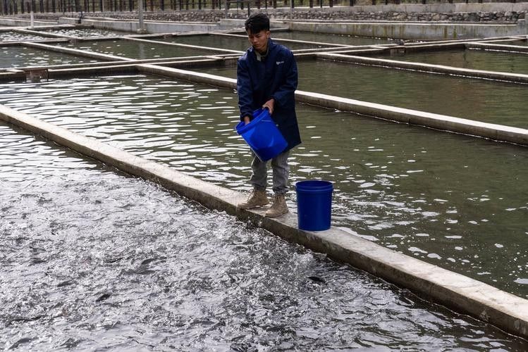 理塘開水族店怎么樣？加盟祥龍魚場賣龍魚市場怎樣？