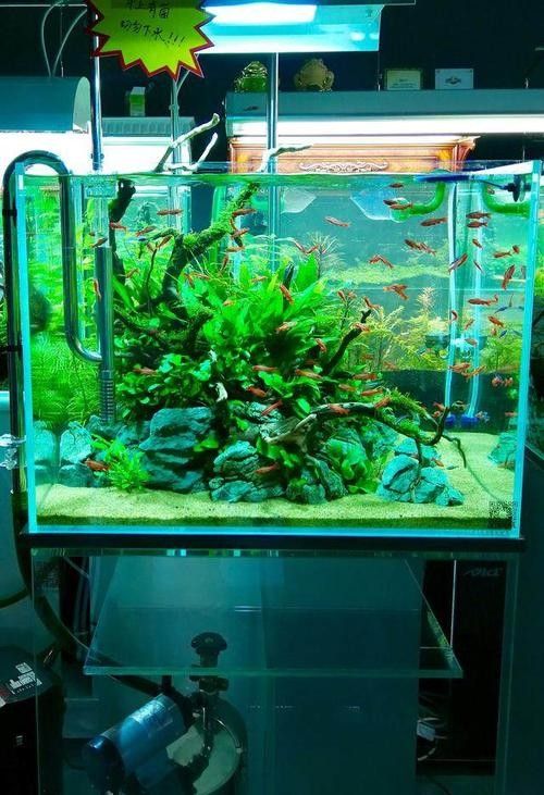 大同開水族店怎么樣？加盟祥龍魚場賣龍魚市場怎樣？