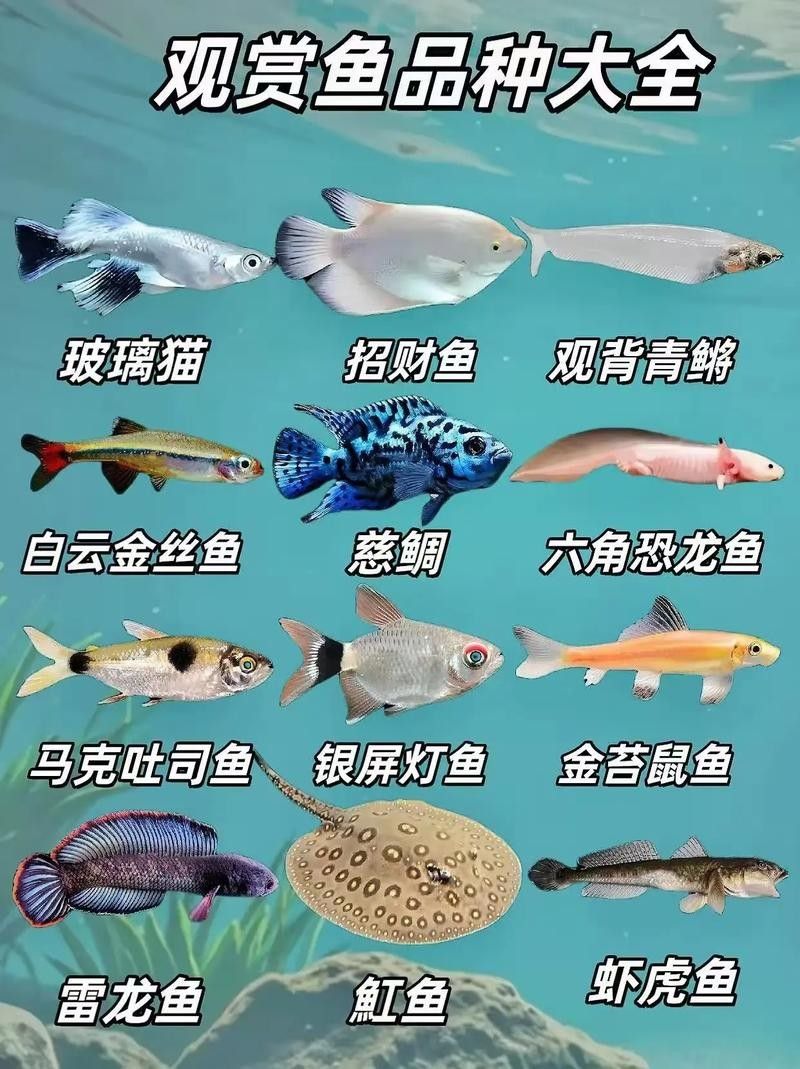 紅河州開(kāi)水族店怎么樣？加盟祥龍魚(yú)場(chǎng)賣(mài)龍魚(yú)市場(chǎng)怎樣？
