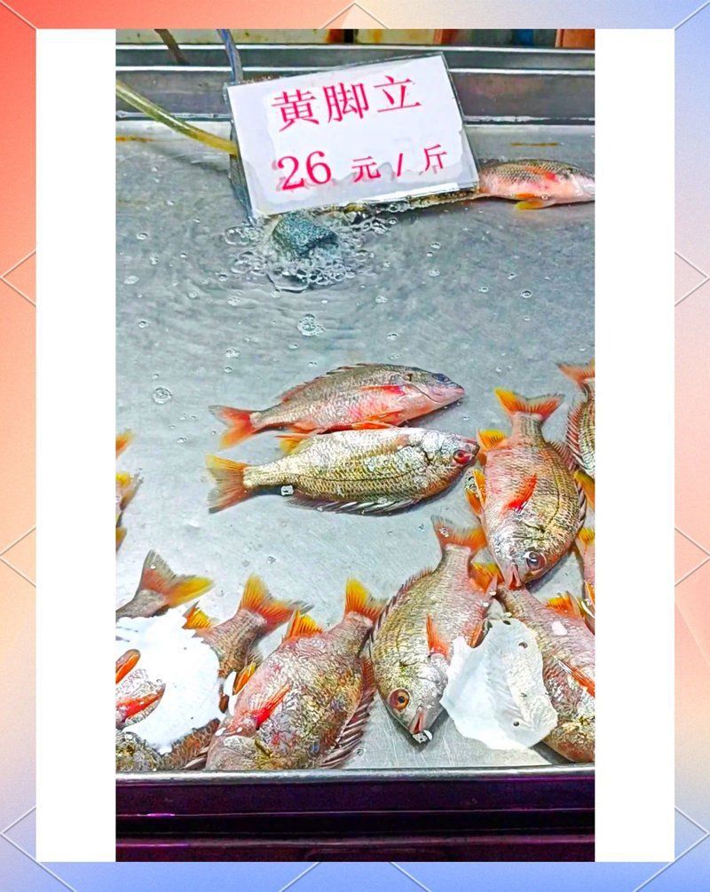 金錢吻魚多少錢一斤