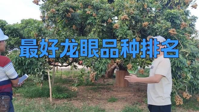 哪些品種的龍眼最新鮮？