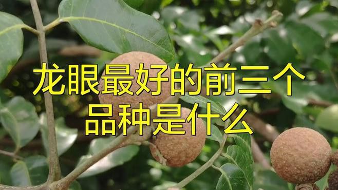 哪些品種的龍眼最新鮮？