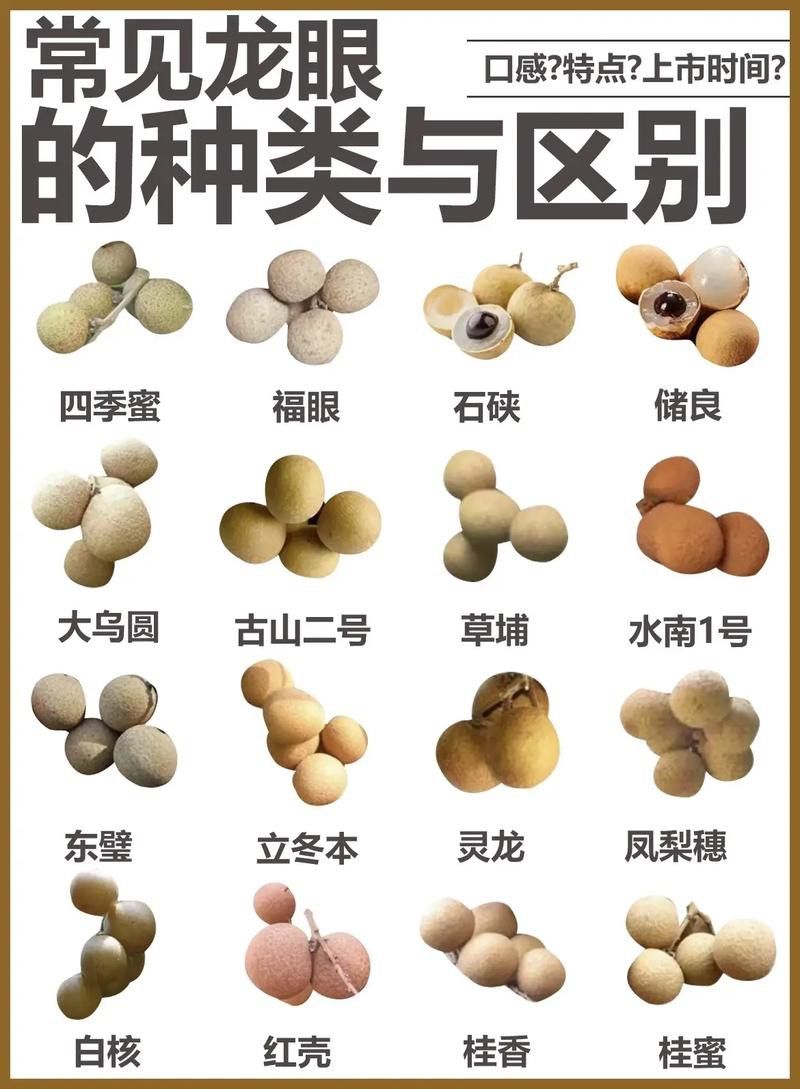 哪些品種的龍眼最新鮮？