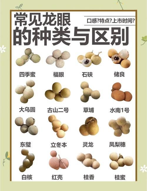 哪些品種的龍眼最新鮮？