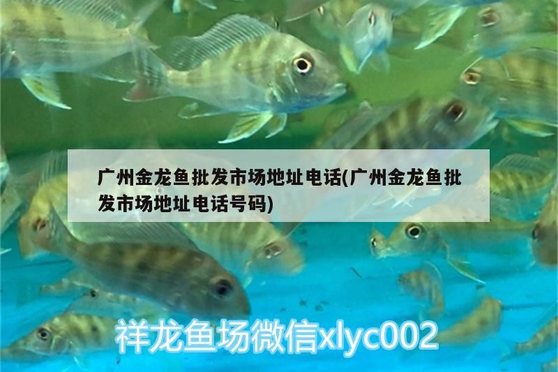 金龍魚跟什么混養：金龍魚跟什么混養好