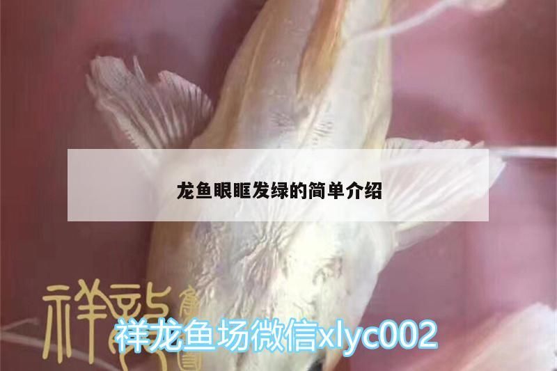 金龍魚跟什么混養：金龍魚跟什么混養好