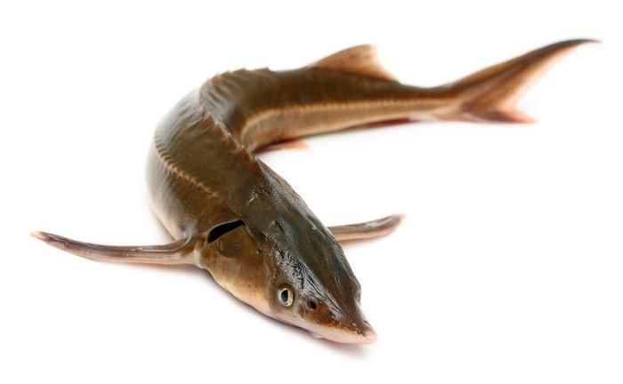 龍魚魚糞便判斷魚的健康（龍魚的糞便顏色和形狀可以作為健康狀況的一個指標）