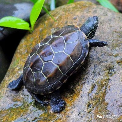龍魚魚糞便判斷魚的健康（龍魚的糞便顏色和形狀可以作為健康狀況的一個指標）