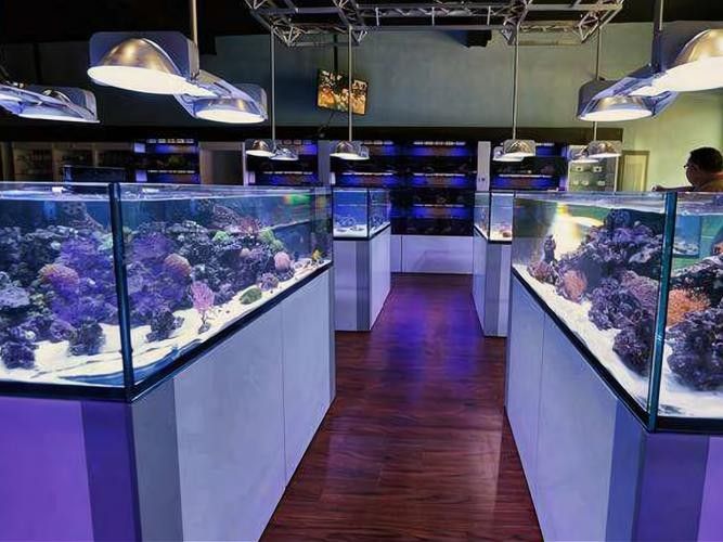 港北開水族店怎么樣？加盟祥龍魚場賣龍魚市場怎樣？