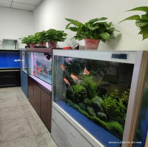 淮安開水族店怎么樣？加盟祥龍魚場賣龍魚市場怎樣？