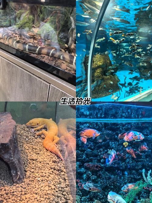 淮安開水族店怎么樣？加盟祥龍魚場賣龍魚市場怎樣？