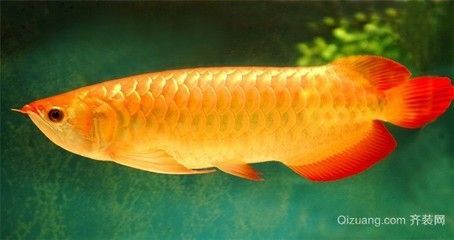 金龍魚為什么貴（金龍魚價格昂貴的原因）