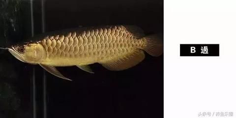 金龍魚為什么貴（金龍魚價格昂貴的原因）