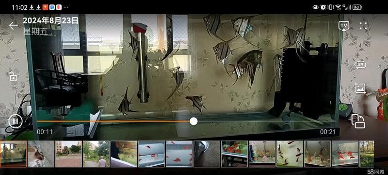 烏魯木齊縣開水族店怎么樣？加盟祥龍魚場賣龍魚市場怎樣？