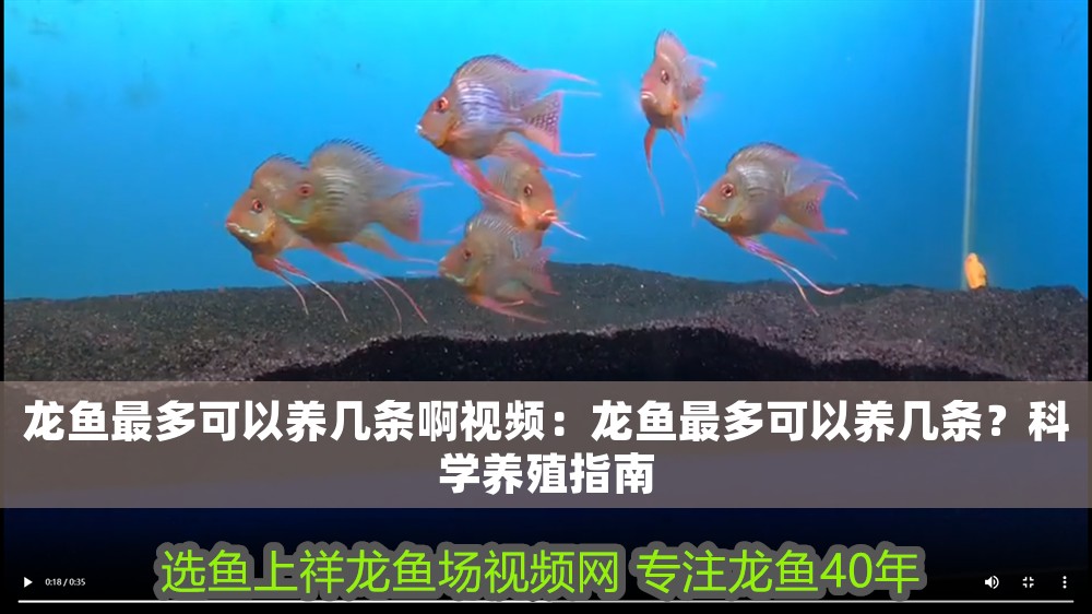 龍魚最多可以養幾條啊視頻：龍魚最多可以養幾條？科學養殖指南