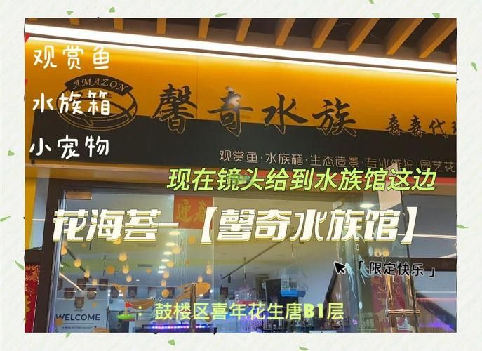 鼓樓開水族店怎么樣？加盟祥龍魚場賣龍魚市場怎樣？