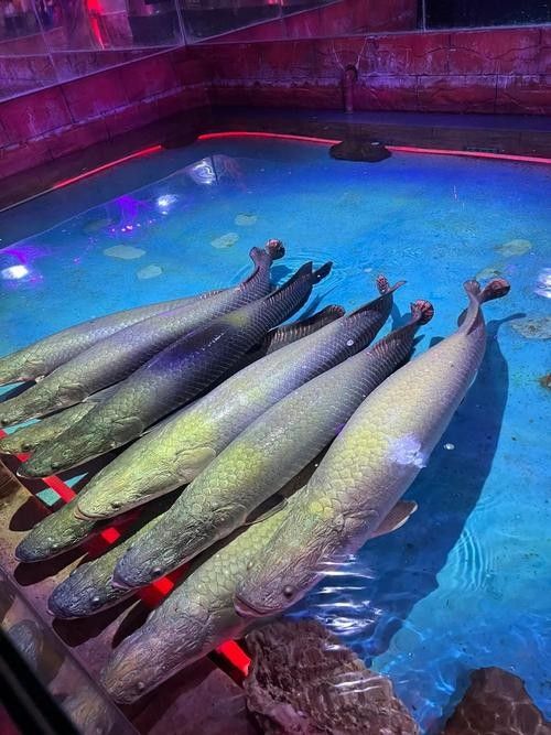 寧波江北開水族店怎么樣？加盟祥龍魚場賣龍魚市場怎樣？
