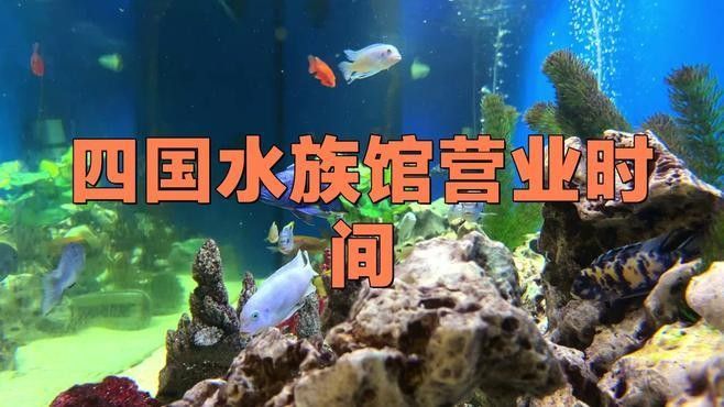 隆安開水族店怎么樣？加盟祥龍魚場賣龍魚市場怎樣？