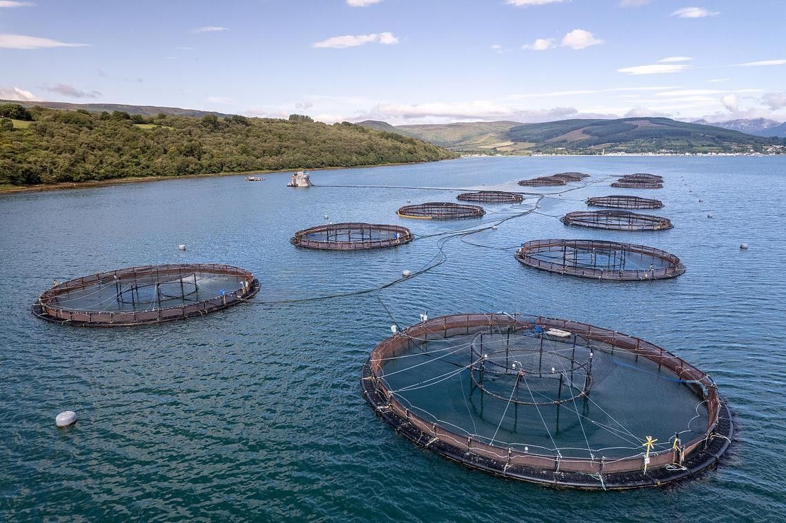 西峽開水族店怎么樣？加盟祥龍魚場賣龍魚市場怎樣？