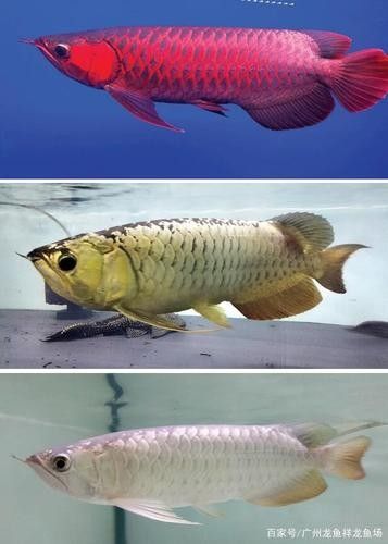 西峽開水族店怎么樣？加盟祥龍魚場賣龍魚市場怎樣？