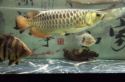 金龍魚為什么會兜嘴：金龍魚兜嘴的原因