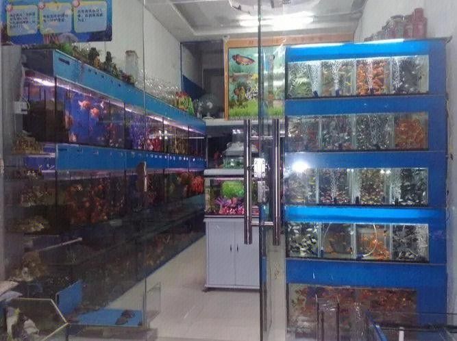 曹縣開水族店怎么樣？加盟祥龍魚場賣龍魚市場怎樣？