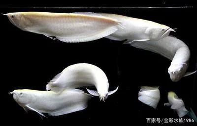 龍魚的價(jià)值所在是什么：龍魚的價(jià)值主要體現(xiàn)在其獨(dú)特的文化傳統(tǒng)、高昂的經(jīng)濟(jì)價(jià)值