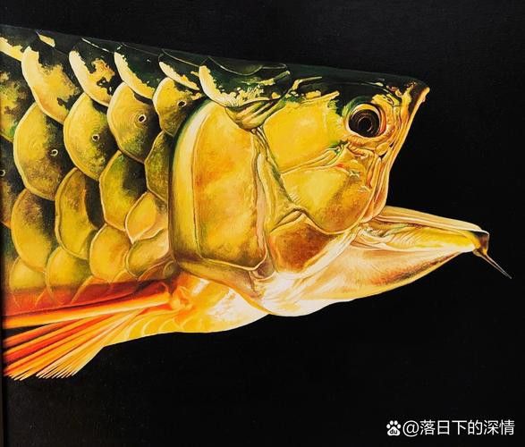 金龍魚繪畫圖片高清