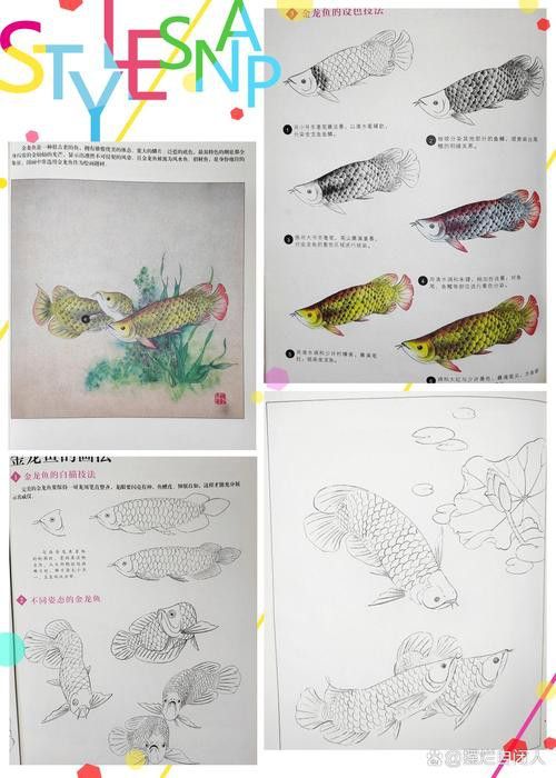 金龍魚繪畫圖片高清