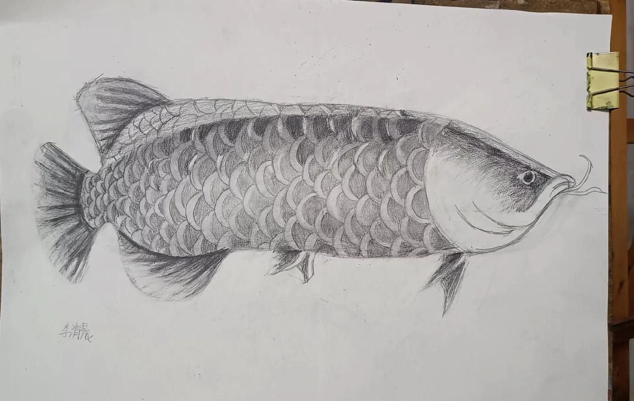 金龍魚繪畫圖片高清