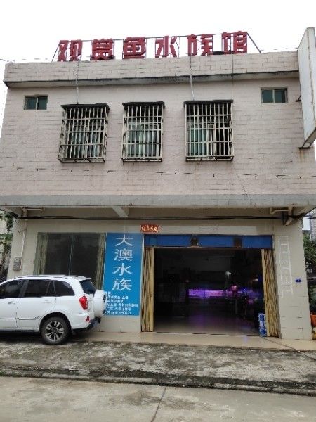 文昌開水族店怎么樣？加盟祥龍魚場賣龍魚市場怎樣？