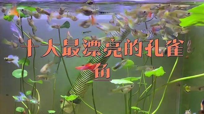 孔雀魚哪種最好看