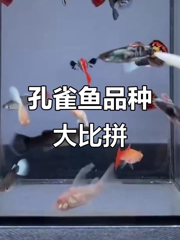 孔雀魚哪種最好看