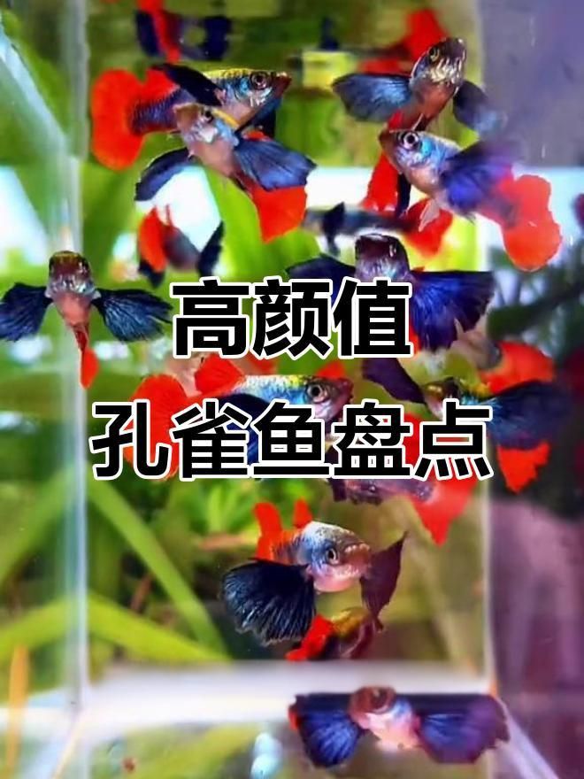 孔雀魚哪種最好看