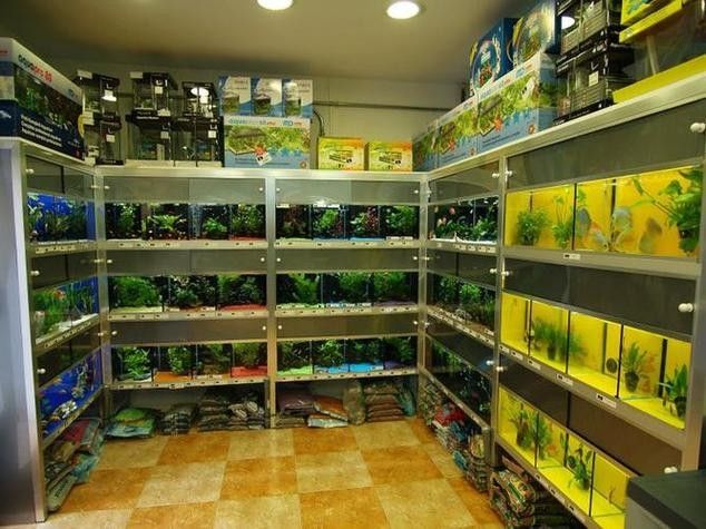 伊犁開水族店怎么樣？加盟祥龍魚場賣龍魚市場怎樣？