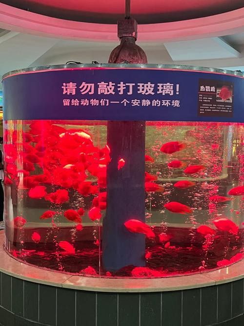 薌城開水族店怎么樣？加盟祥龍魚場賣龍魚市場怎樣？