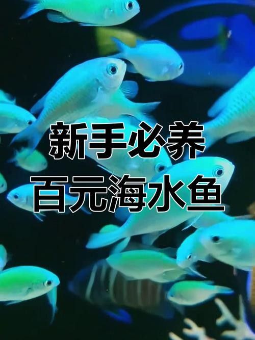海鹽開水族店怎么樣？加盟祥龍魚場賣龍魚市場怎樣？