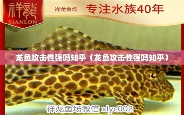 地圖魚打龍魚，地圖魚和龍魚可以混養，但需要注意一些事項