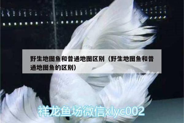 地圖魚打龍魚，地圖魚和龍魚可以混養，但需要注意一些事項
